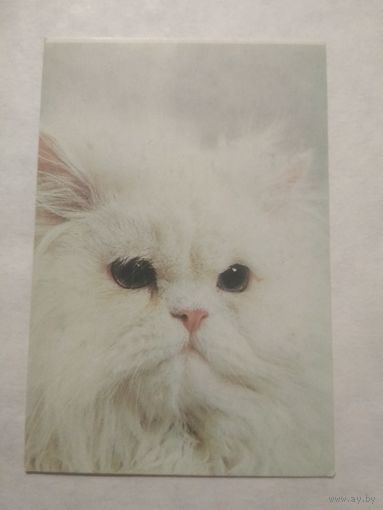 Карманный календарик. Котик.1994 год