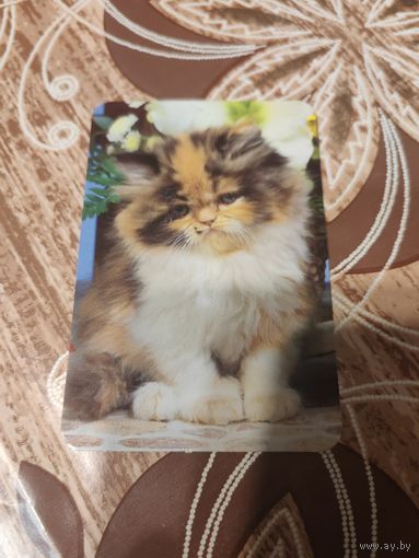 Календарик,коты,украина,2011