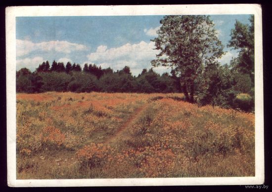 1963 год В.Панов Лето