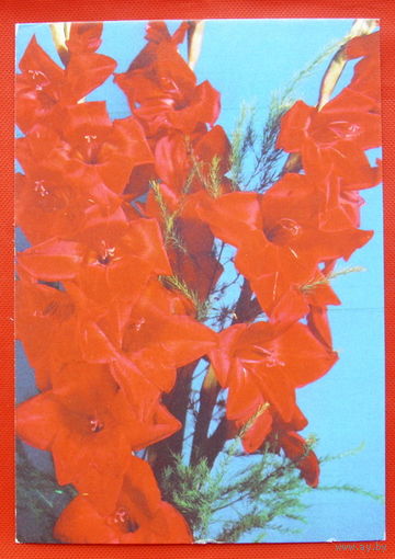 Цветы. Чистая.  1990 года.
