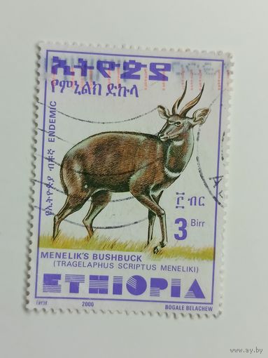 Эфиопия 2000. Бушбак Менелика