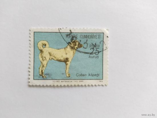 Турция 1973 собака