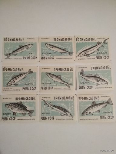 Спичечные этикетки . ф.Красная звезда.Промысловые рыбы СССР.ГОСТ 1820-56.1959 год