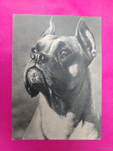 Боксёр. Чистая. 1968 года. Фото Елисеева. 866.