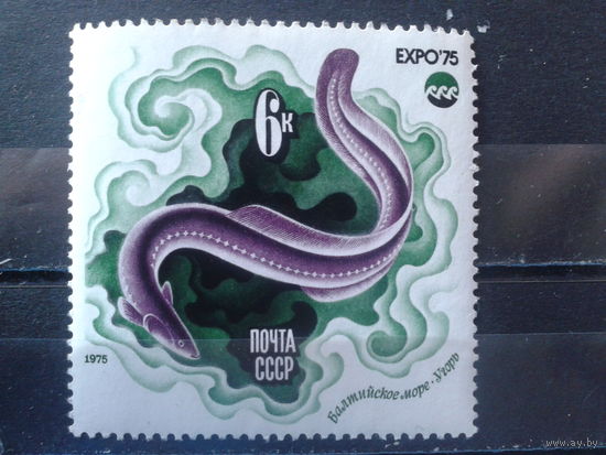 1975 Угорь**