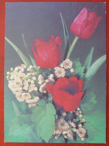 Цветы. Чистая. 1990 года. Дергилева. *299.