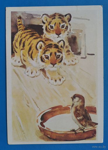 Гамбургер Л. Тигрята. 1984 г. Чистая