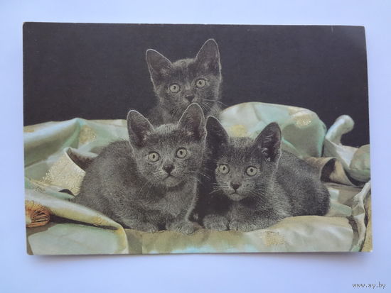 Календарик 1996 г. Три котенка.