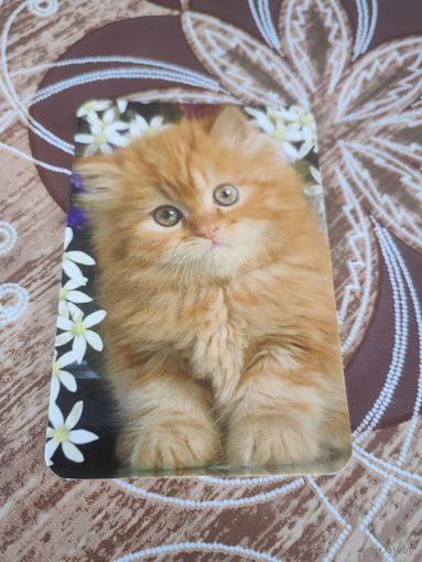 Календарик,коты,украина,2011