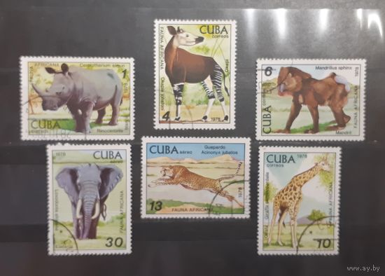 Куба. 1978 год. Фауна. Собаки (654)