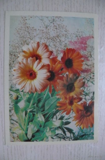 Мезенцев М., С днем рождения! 1975, подписана.