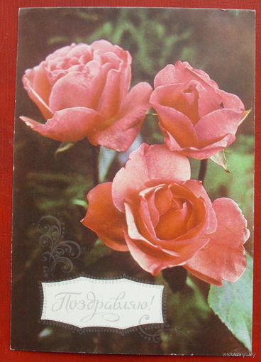 Поздравляю! Розы. Чистая. 1978 года. Костенко. Зайцев. 1526.