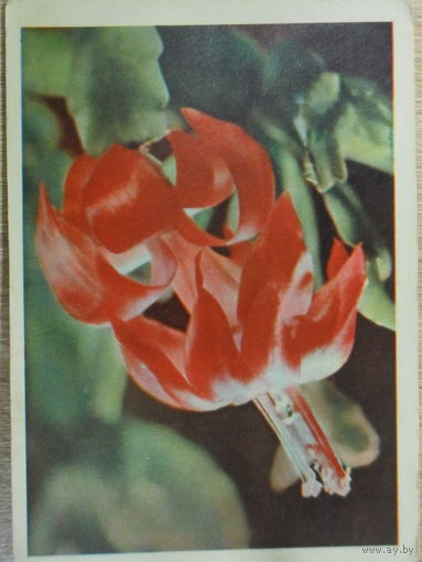 ПОДПИСАННАЯ ОТКРЫТКА СССР. "ЗИГОКАКТУС" фото. Я. ГАЙЛИТИС. 1964 год.