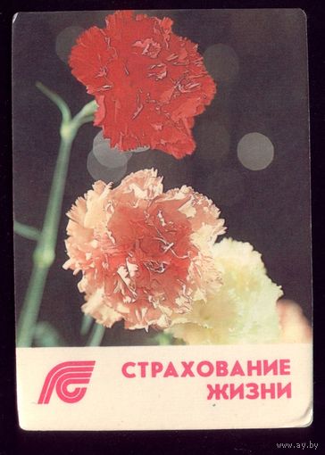 Гвоздики