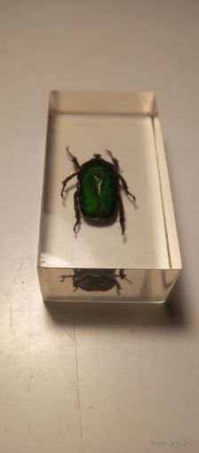 Жук бронзовка в эпоксидке