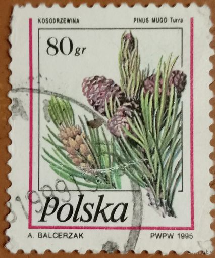 Польша 1995. Ветка сосны