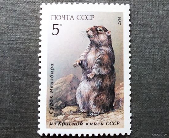 Марка СССР 1987 год Животные из Красной книги