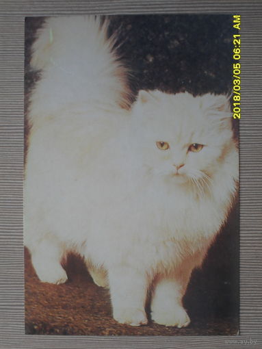 ЧИСТАЯ ПОЧТОВАЯ ОТКРЫТКА.КОТ-БЛОНДИН.