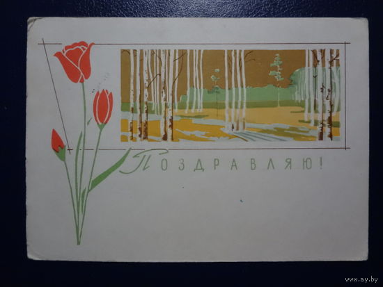 Поздравляю!  Тюльпаны, березы.  1963 г.
