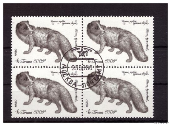 СССР.1980.Квартблок. Ценные породы пушных зверей.Песец вуалевый.Состояние отличное.ГаШ.