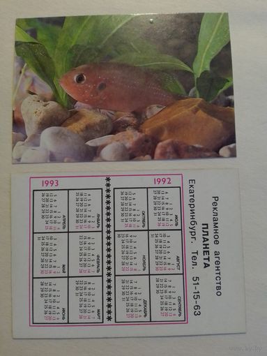 Карманный календарик. Аквариумные рыбы.1992 год
