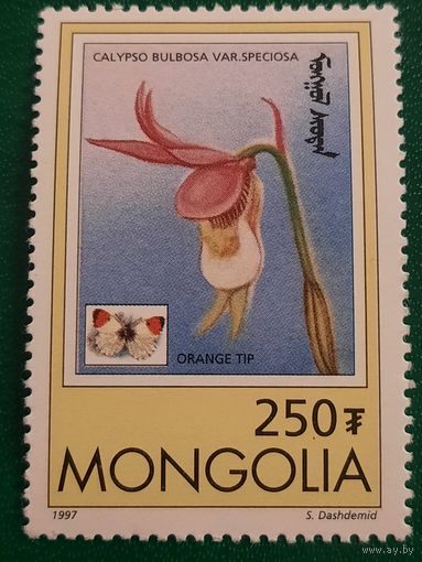 Монголия 1997. Флора. Calypso Bulbosa Var Speciosa