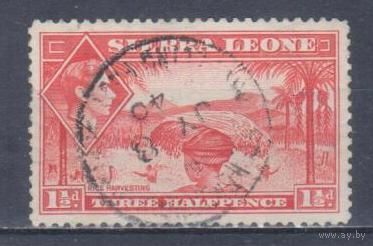 [2006] Британские колонии. Сьерра Леоне 1938. Георг VI.Уборка риса.1,5d,красная. Гашеная марка.