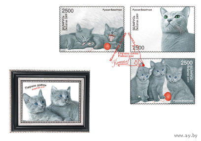 КПД (101806) Беларусь, 2009, Блок 70,  Кошка Русская голубая