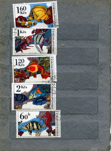 ЧЕХОСЛОВАКИЯ, 1975,  РЫБЫ,  5м, гашен
