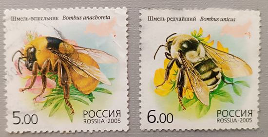 Россия, 2005. Шмели