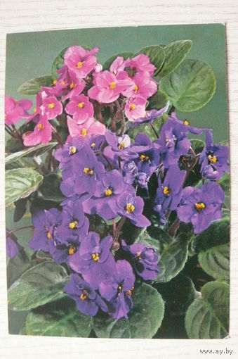 Цветы; подписана, Германия, п/п, марки.