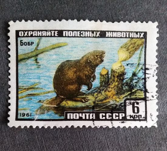 Марка СССР 1961 год Бобр