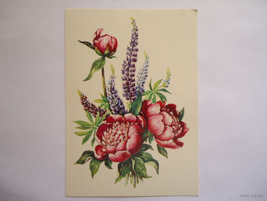 Цветы.Чистая.1983.