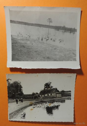 Фото "Полесье. Припять. Д. Корабье", Лунинецкий р-н, 1949 г., 2 шт.