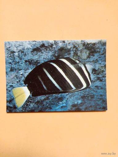 Календарик 1993