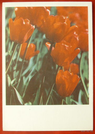 Тюльпаны. Подписанная. 1968 года. Фото Рязанцева. 814.