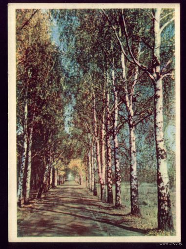 1965 год Беларусь Берёзовая аллея