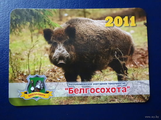 Календарик 2011 г.  Белгосохота.  Кабан.