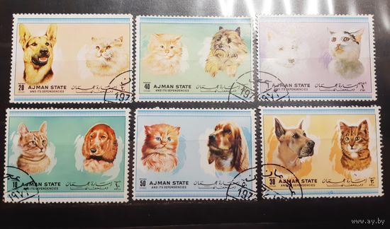 Аджман. Фауна. Кошки и собаки (566)