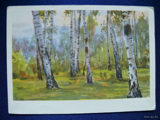 Зикеев Н. К. Березовая роща, 1961, подписана.