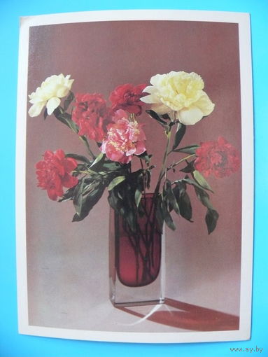 Фото Петрова С., Художник Сайфи Ч., Пионы, 1981, чистая.