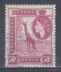 [1710] Британские колонии. Кения,Уганда и Танганьика 1954. Елизавета II.Фауна.Жираф.50с. Гашеная марка.