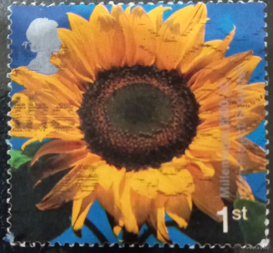 Великобритания 2000. Подсолнух
