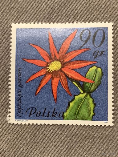 Польша 1981. Цветы. Epiphyllopsis guerineri. Марка из серии