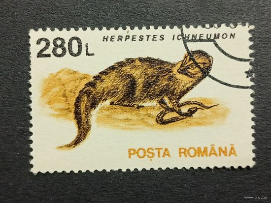 Румыния 1993. Животные. Египетский мангуст