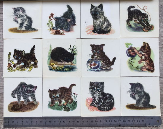 Коты котята