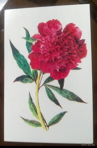 1979 год А.Шипи,ленка Пион