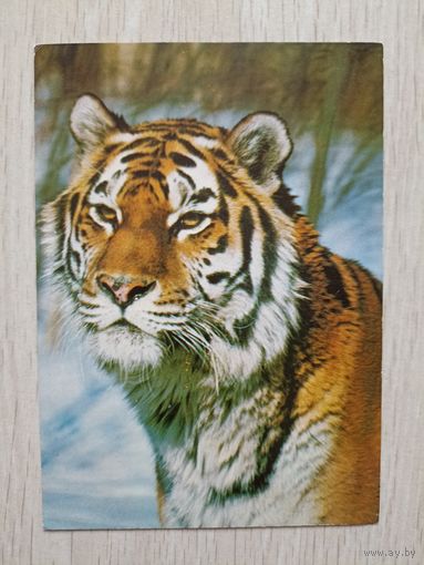 Уссурийский тигр Фото Смирнова,, 1988 г. Чистая.