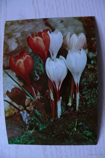 Цветы; 1968, подписана.