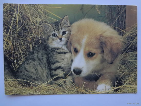 Календарик 1996 г. Котенок и щенок.